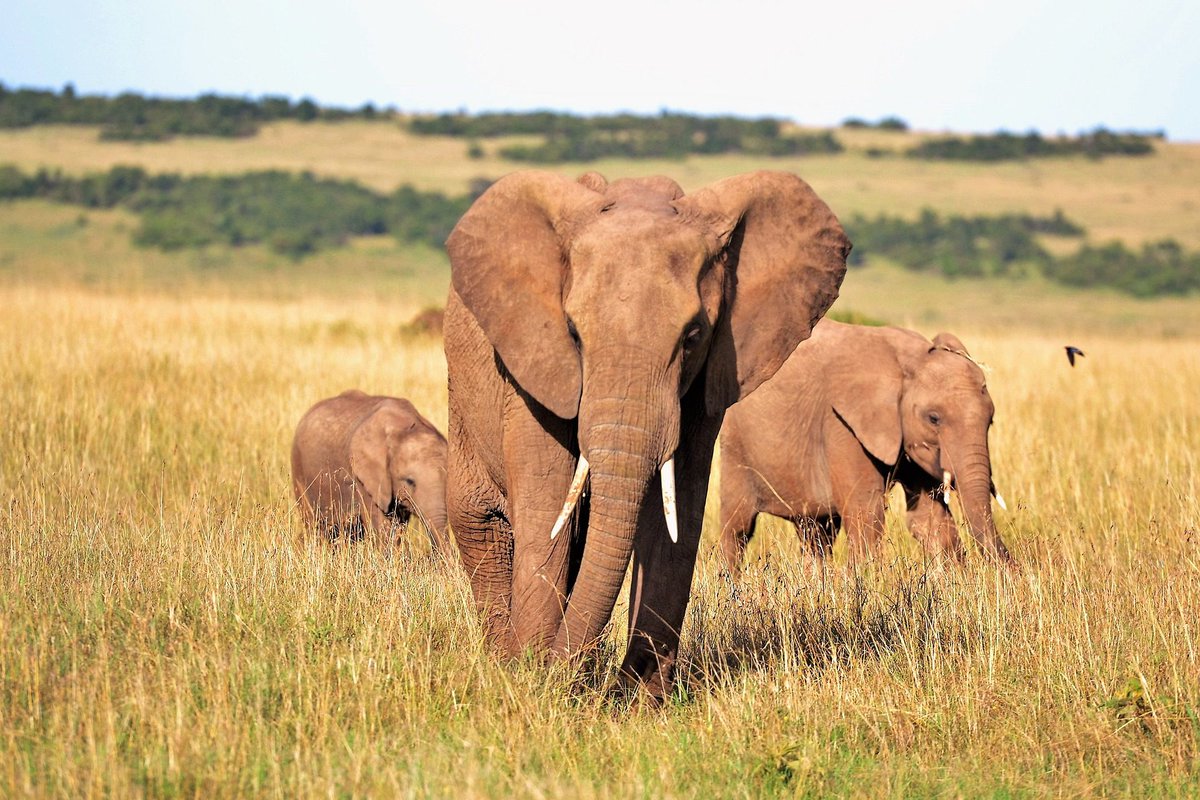 MultiplatformAI's tweet photo. TrapTagger: AI Revolutionizes Species Conservation Efforts
#AI #AItechnology #artificialintelligence #biodiversity #conservation #speciesidentification #TrapTagger #wildlifemonitoring
https://t.co/M6vharJnaV https://t.co/RWKY5LoEZj