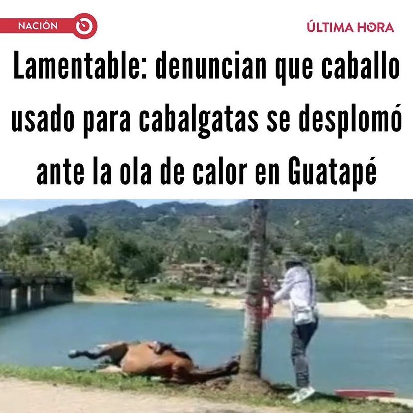 VetEdison's tweet photo. Los animales de Antioquia están sin protección

Se gastaron 4 años haciendo promesas, pero quienes día tras día estamos luchando por ellos, sabemos que la realidad del departamento es: maltrato, abandono e impunidad en niveles impensables

Y el q prometió protegerlos? En silencio https://t.co/K8YkIKMpCU