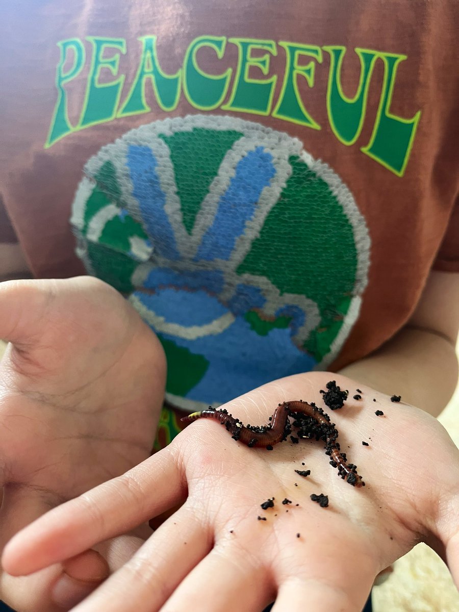 MissMaslak's tweet photo. Check out our @greencalgary worms! Today we started our 2 week worm inquiry! We will be learning about their habitat, what they eat, how they help our environment and so much more! 🪱 One student shared, “worms are just so cute!” https://t.co/09GteSwlBr