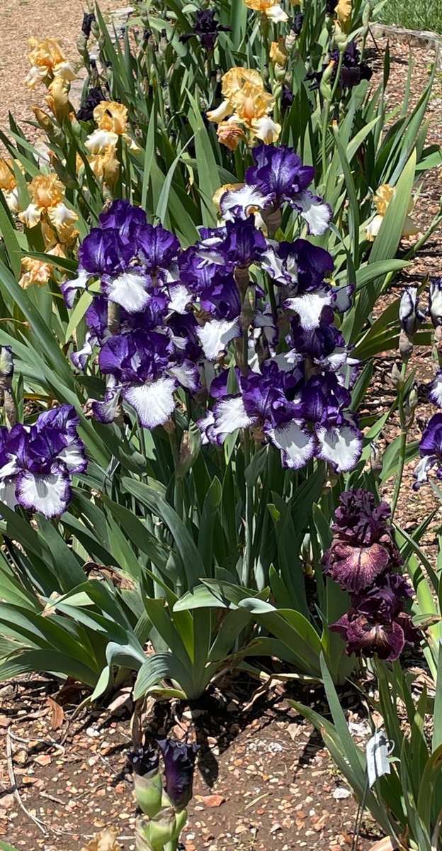 Irises Keeping On 
#IrisDay