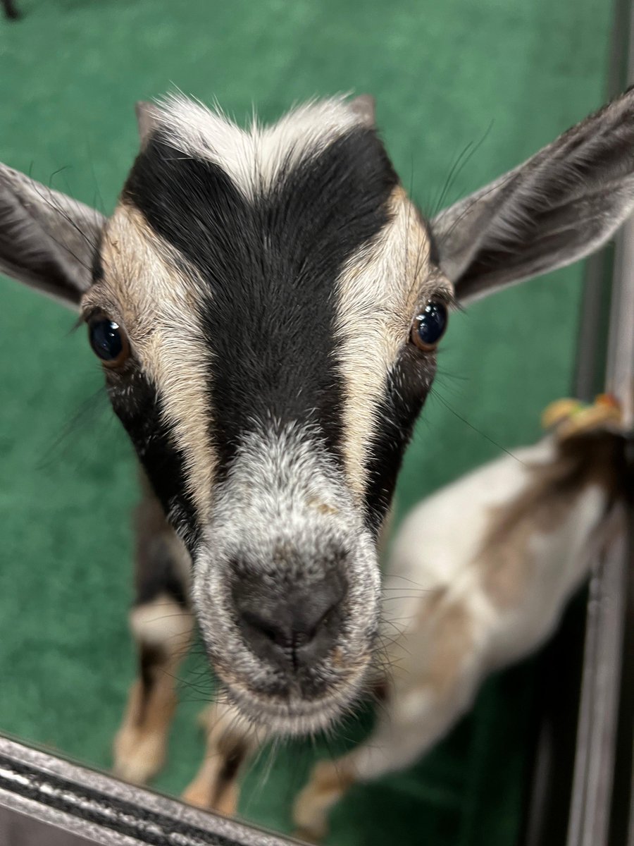 Vertafore's tweet photo. Insurance technology is serious business—we’re not kidding around at #AccelerateNow.
The baby goats have arrived at the Exhibit Hall! #rockAccelerate. https://t.co/bDXg6El4Hy