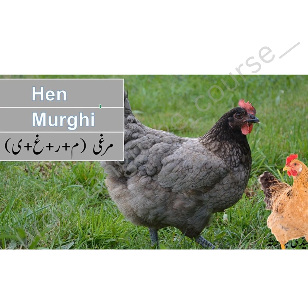 urdu_language_ tweet picture