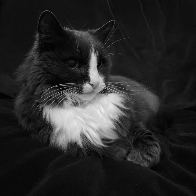 RIP Frankie 😢 

The best cat to ever have graced  the planet. 

Such a tough day, but we were lucky to have had 19 years of his fabulousness 💔