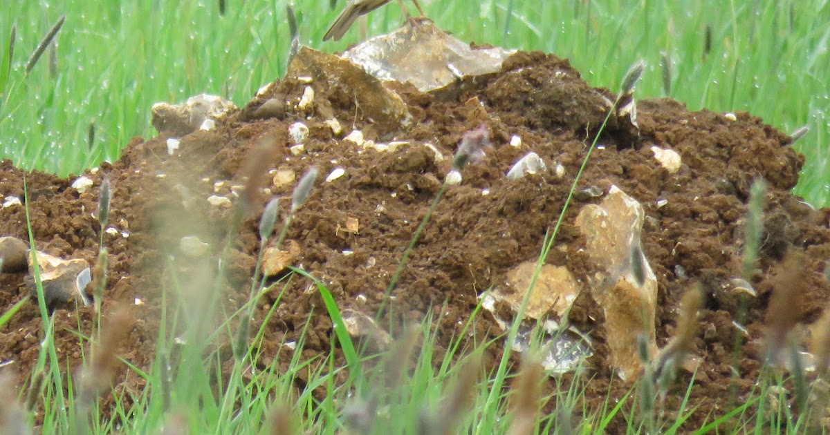 CFBW Bird Group tweet media