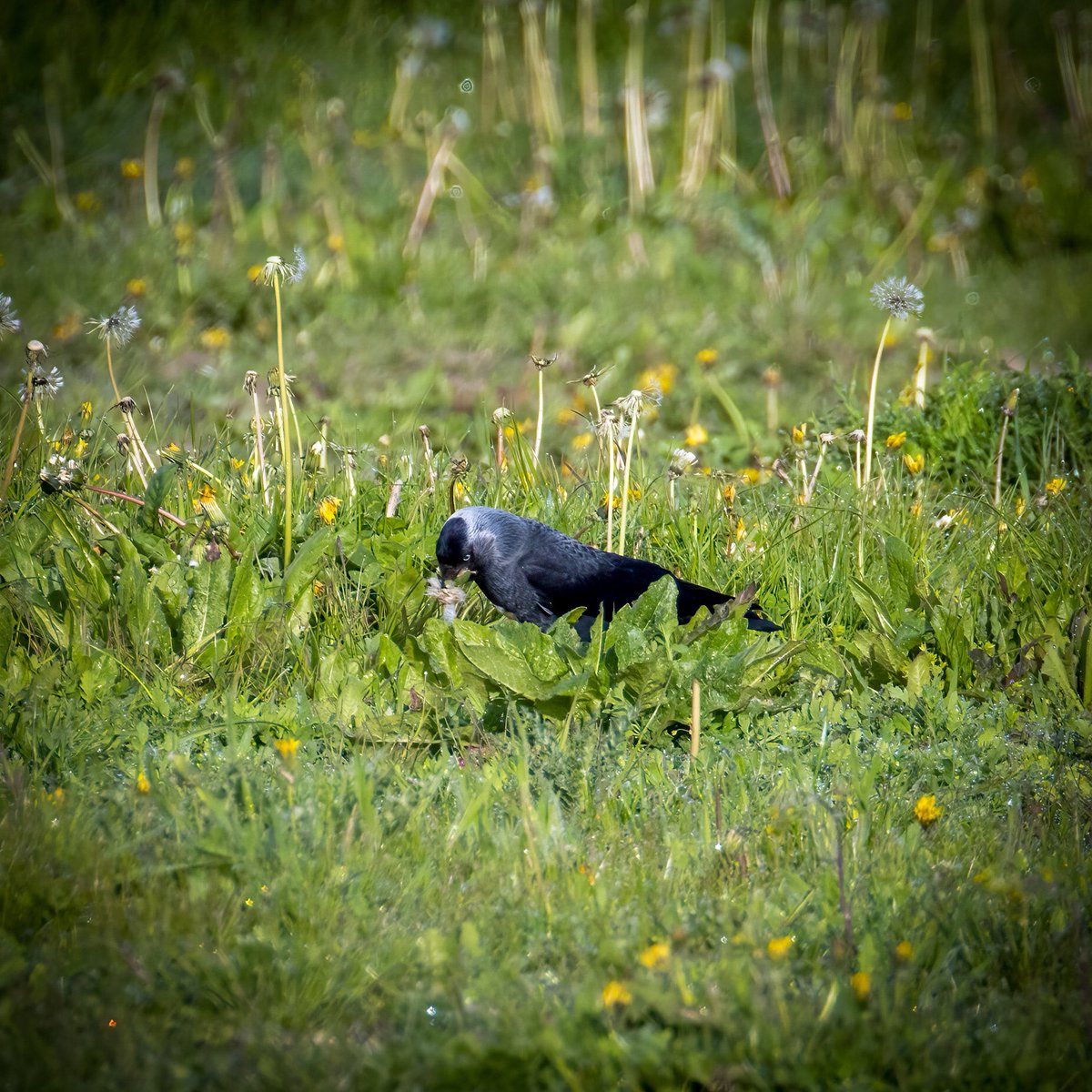 dvonsfran's tweet photo. Today I learn that Jackdaws use dandelion clocks too!, I assume as a nesting material since these two flew to a nearby tree. What a wide resource dandelions are! #dandelions @DandelionAppre1 @wildflower_hour https://t.co/NeZtfgDNGN