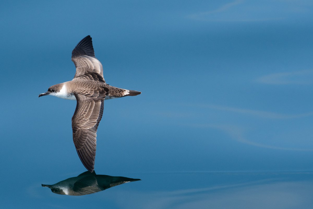 Yale Institute for Biospheric Studies tweet media