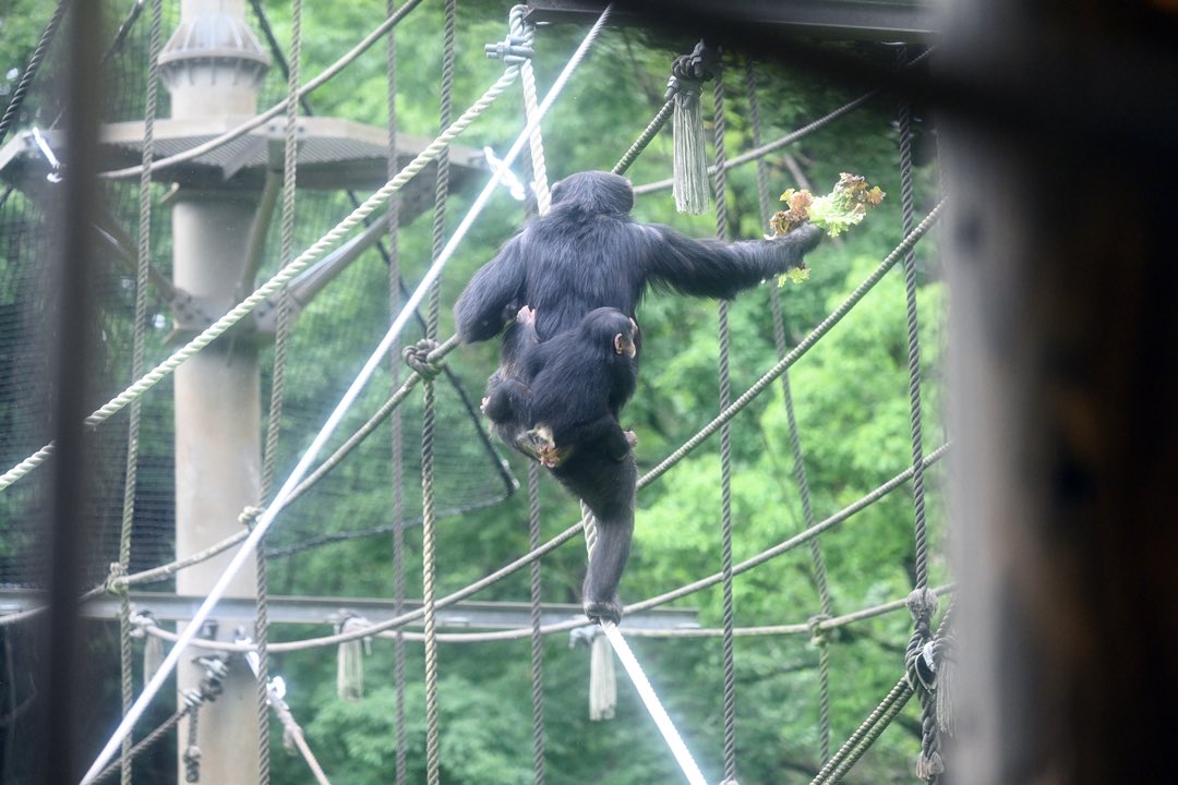PvAsjsa's tweet photo. チンパンジーの放飼場ではミカンお母さんとディル赤ちゃん達はのびのび遊んでます🤗

#チンパンジー　#チンパンジーの赤ちゃん 
 #多摩動物公園 https://t.co/FCjgf4H7G4