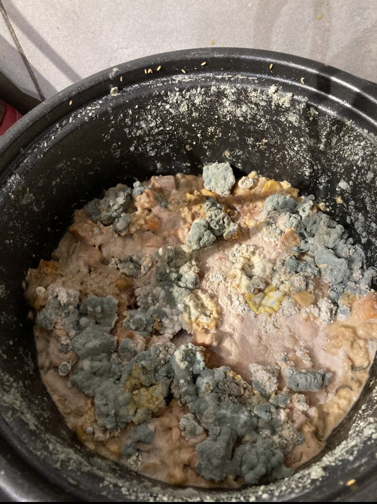 EX0RCISME's tweet photo. Moment photo du quotidien TW moisissure : 

Photo 1: la table en sachant que y a pire et oui d’hab y a de la drogue dure 
Photo 2: la pâte à crêpe de 1 mois 💀
Photo 3: la peau de banane qui se demande c’qu’elle fout là 
Photo 4: RIZ DE 1 MOIS 💀💀 https://t.co/OeyW2ZBtyx