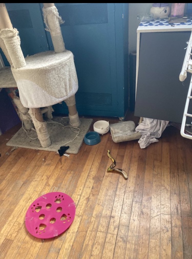 EX0RCISME's tweet photo. Moment photo du quotidien TW moisissure : 

Photo 1: la table en sachant que y a pire et oui d’hab y a de la drogue dure 
Photo 2: la pâte à crêpe de 1 mois 💀
Photo 3: la peau de banane qui se demande c’qu’elle fout là 
Photo 4: RIZ DE 1 MOIS 💀💀 https://t.co/OeyW2ZBtyx