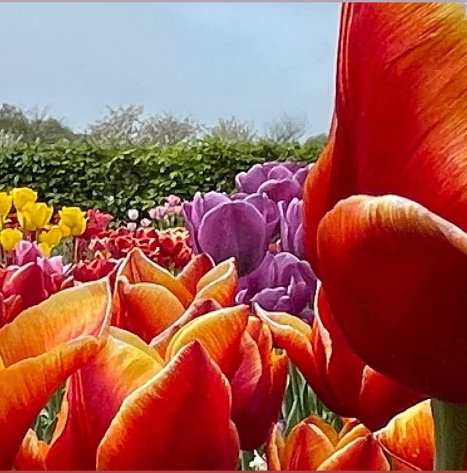 Laven aan kleur 

#nofilter #tulips #thenetherlands