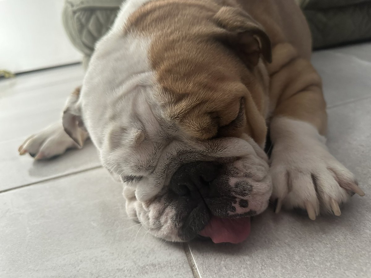 anitabustillos's tweet photo. @Bulldog_Heavens Relax &amp; enjoy!! 🐾🧡 https://t.co/f1XkaUlKz1