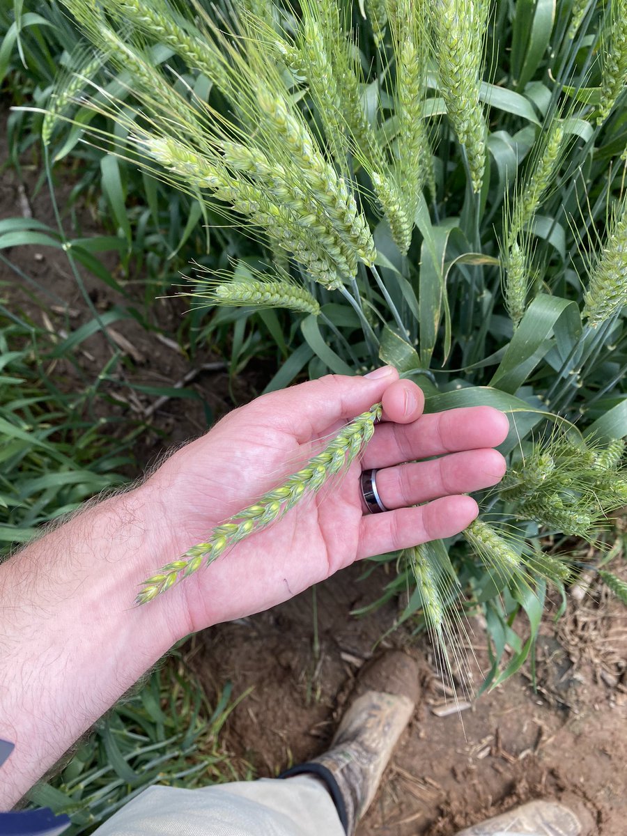 Wheat field day in Hopkinsville Ky, with Northern Star breeding and Jomar breeding companies.  They produce the top genetics for the entire U.S. and we are happy to partner with them and <a href="/DynaGroSeed/">Dyna-Gro Seed</a>.