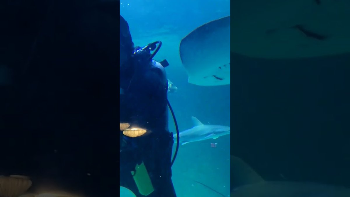 Aquariums: #aquarium #ripleysaquarium #toronto #reelsvideo  #reels #shortsyoutube #shorts ...

flakefood.com/411070/aquariu…