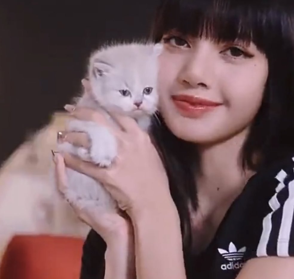 💛 on Twitter "The cats with the same breedwhat are you trying to say