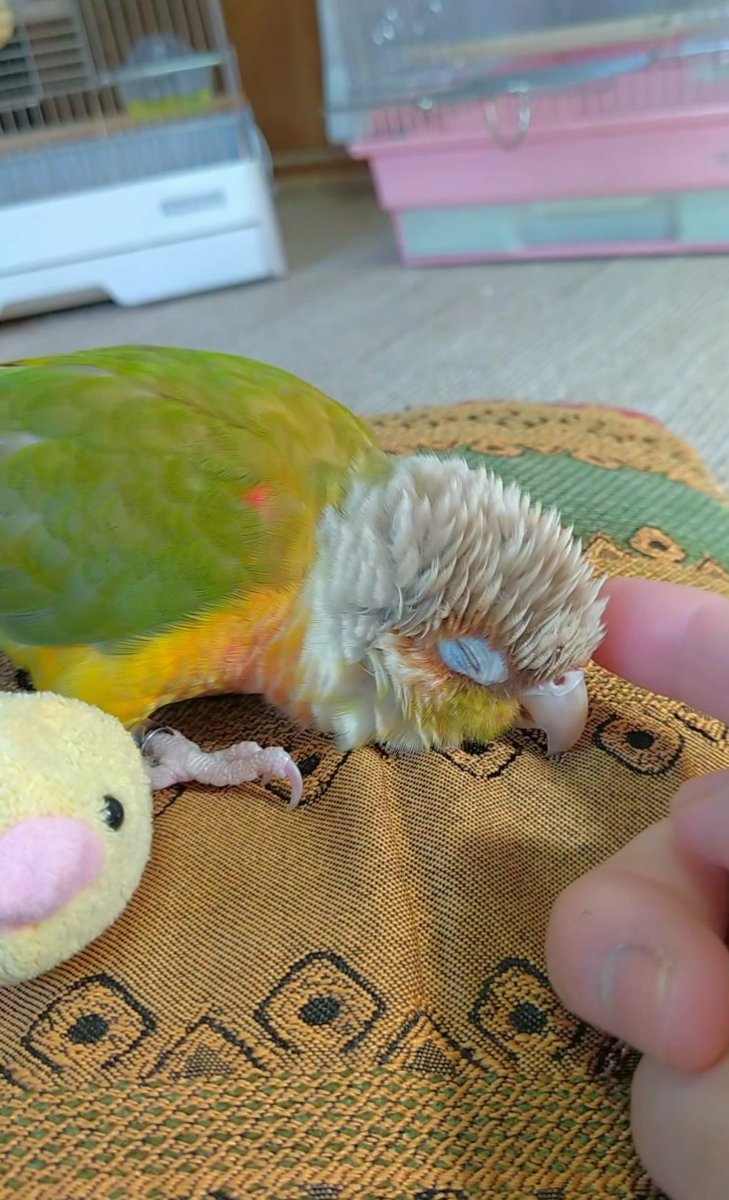 ペットの鳥の購入と世話にはいくらかかりますか?