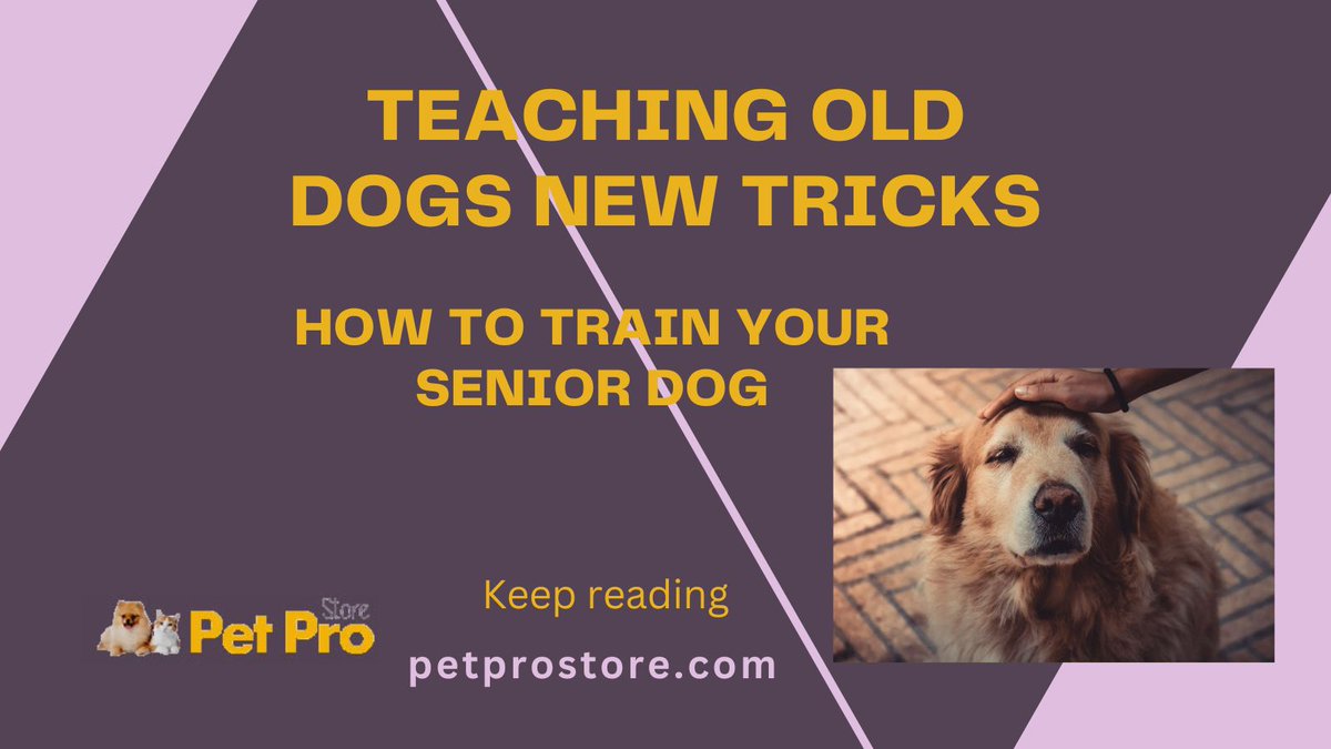 Teaching Old Dogs New Tricks: How to Train Your Senior Dog.
petprostore.com/teaching-old-d…
#dog #dogs #pet #pets #cat #cats #dogstore #catstore #petstore #dogtips #cattips #pettips #doglover #petlover #catlover #puppy