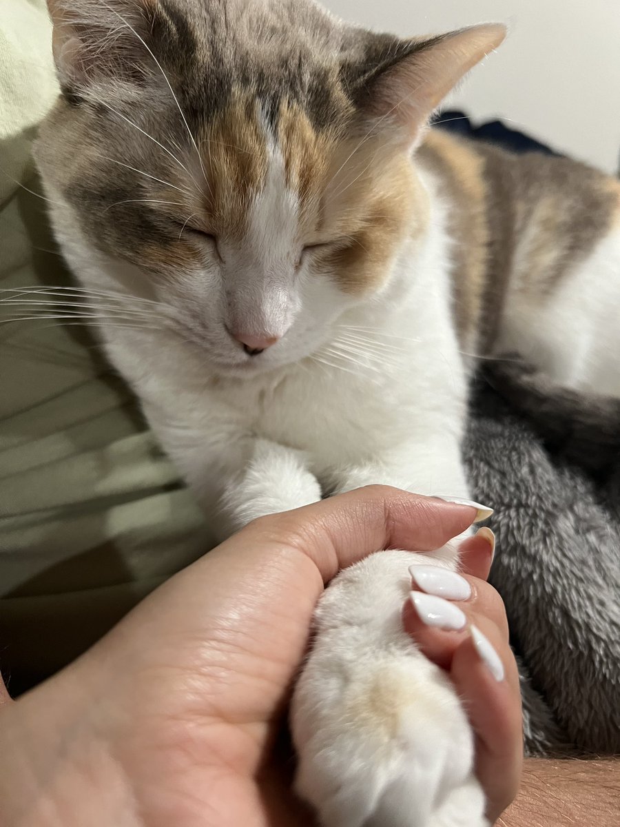 fatfatpankocat's tweet photo. Holding https://t.co/xgcUDF5o3m