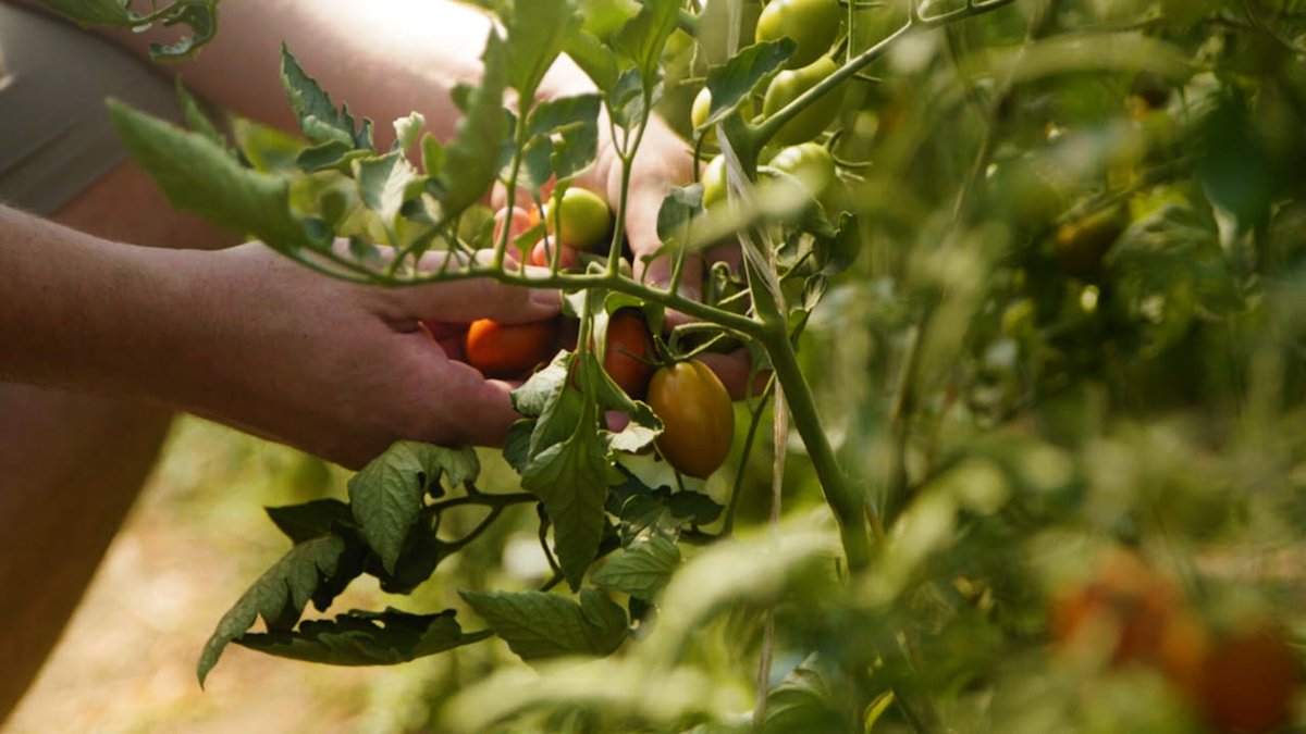 🥕🌿 All of Maroondah’s kerbside food and garden waste goes to an organic processing facility. Compost is then distributed for use on Victorian farms. It enriches the soil and helps grow food that you purchase. Learn how FOGO will be contributing to it. youtu.be/8IVH0R7XC14