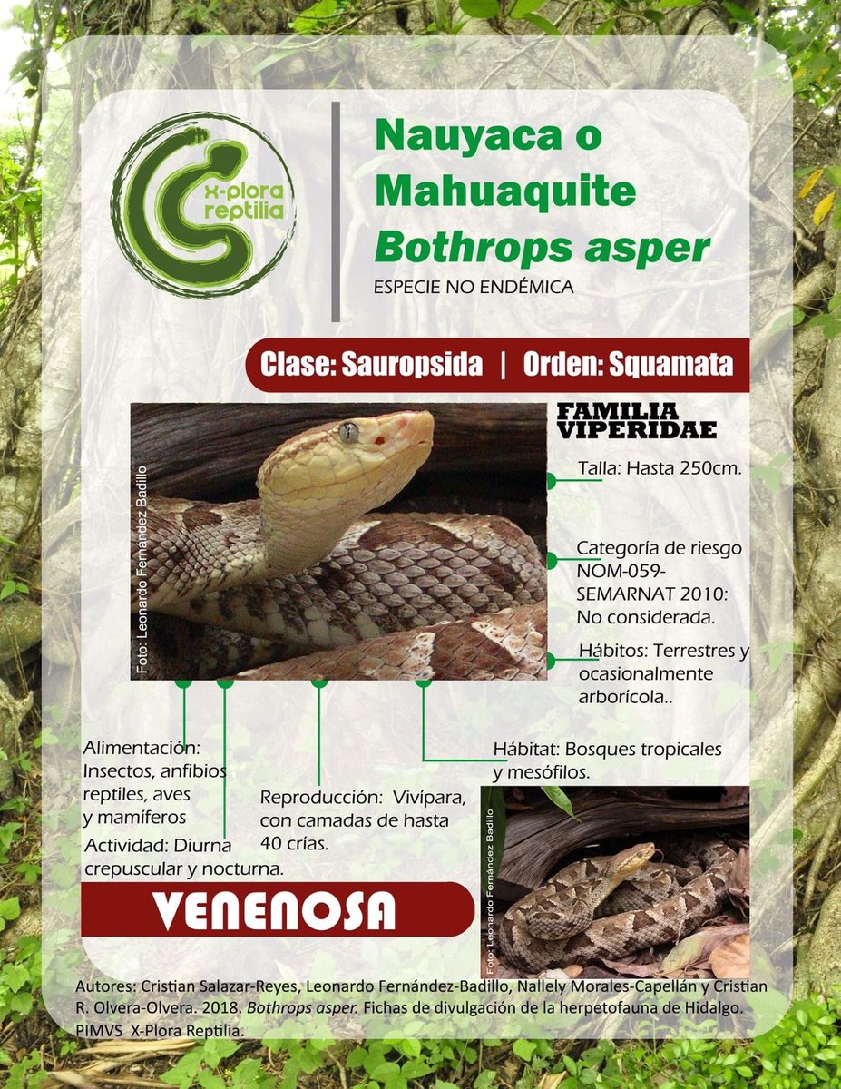 Herpeto_cosas's tweet photo. ¡Hola @Edalico!
Con gusto, se trata de una #Nauyaca (#Bothrops #asper), serpiente de importancia médica #IM ⚠️, extremen precauciones al liberarla o entreguenla a alguna autoridad ambiental local. #ChuladaDeBicho
Gracias por compartir, saludos 🐍✌️😎 https://t.co/5acv6VqrV0