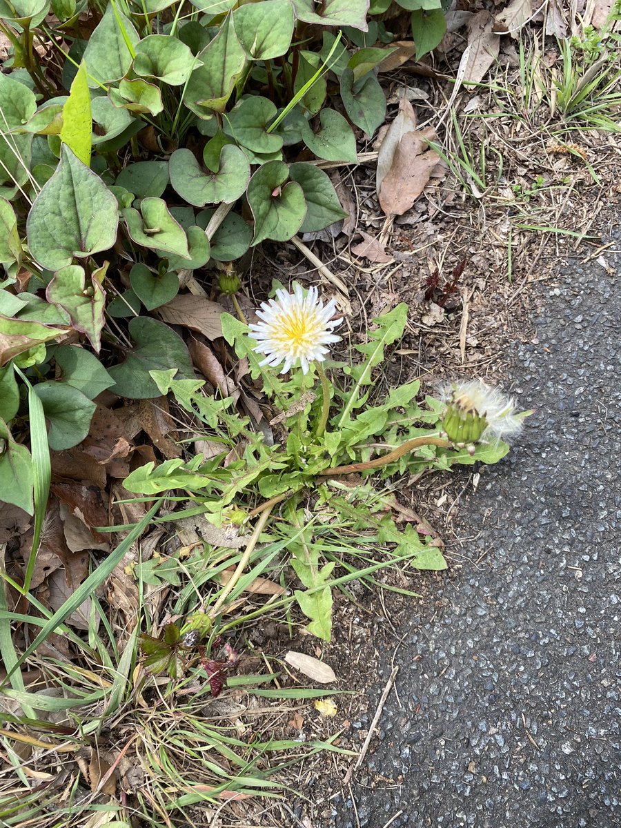 rapi_alice's tweet photo. 桜の頃に見たタンポポ？の写真と共におやすみなさい https://t.co/lDW1BwLBIB