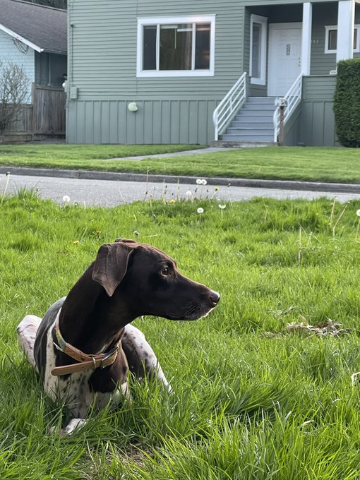 Squeegee really loves sitting outside and I mean that so literally. https://t.co/9P1K04Cs7s
