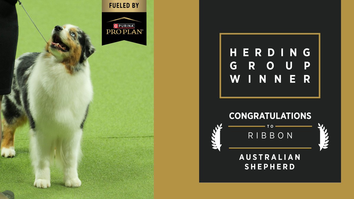 We're so proud to fuel all four Group Winners from tonight's #WestminsterDogShow. 🏆 TOMORROW one dog will be named Best in Show. Watch Group Judging of Sporting, Working and Terrier Group and Best in Show starting at 7:30pm ET on @fs1. <a href="/Purina/">Purina</a> <a href="/WKCDOGS/">Westminster Kennel Club</a>