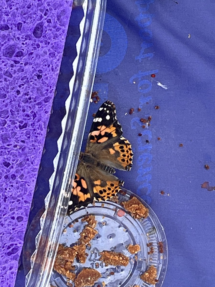 The last few weeks we’ve been watching and impatiently waiting as our Painted Lady friends journey through their cycle of life. Today we set them free to explore the world around us! We will miss having them in class with us each day 🥲<a href="/HortonsCreekES/">Hortons Creek ES</a>
