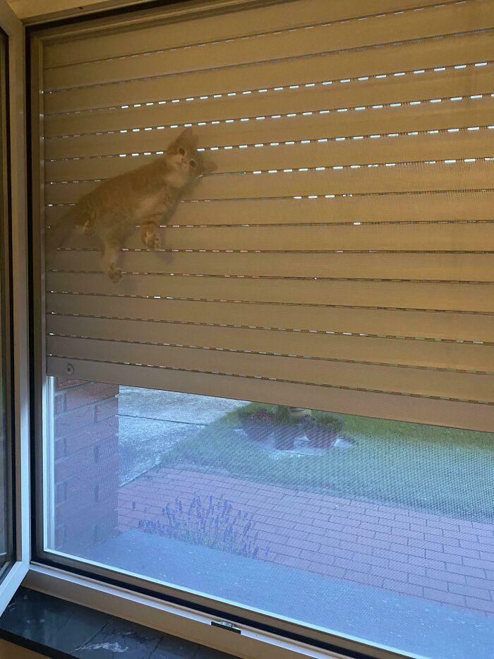 Why you should have a cat (@shouldhavecat) on Twitter photo 