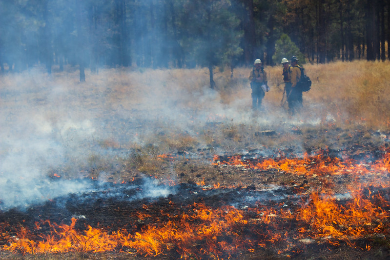 Q: What are the benefits of #RxFire?

A: #RxFire reduces forest fuel build-up by naturally thinning overcrowded forests. Thinned forests can recover faster and are more resistant to insect and disease attacks. Learn more: fs.usda.gov/detail/coconin…