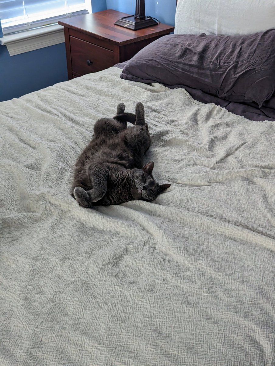 SylLovesBread's tweet photo. Just... so... comfy... https://t.co/7V5BZmDUz5