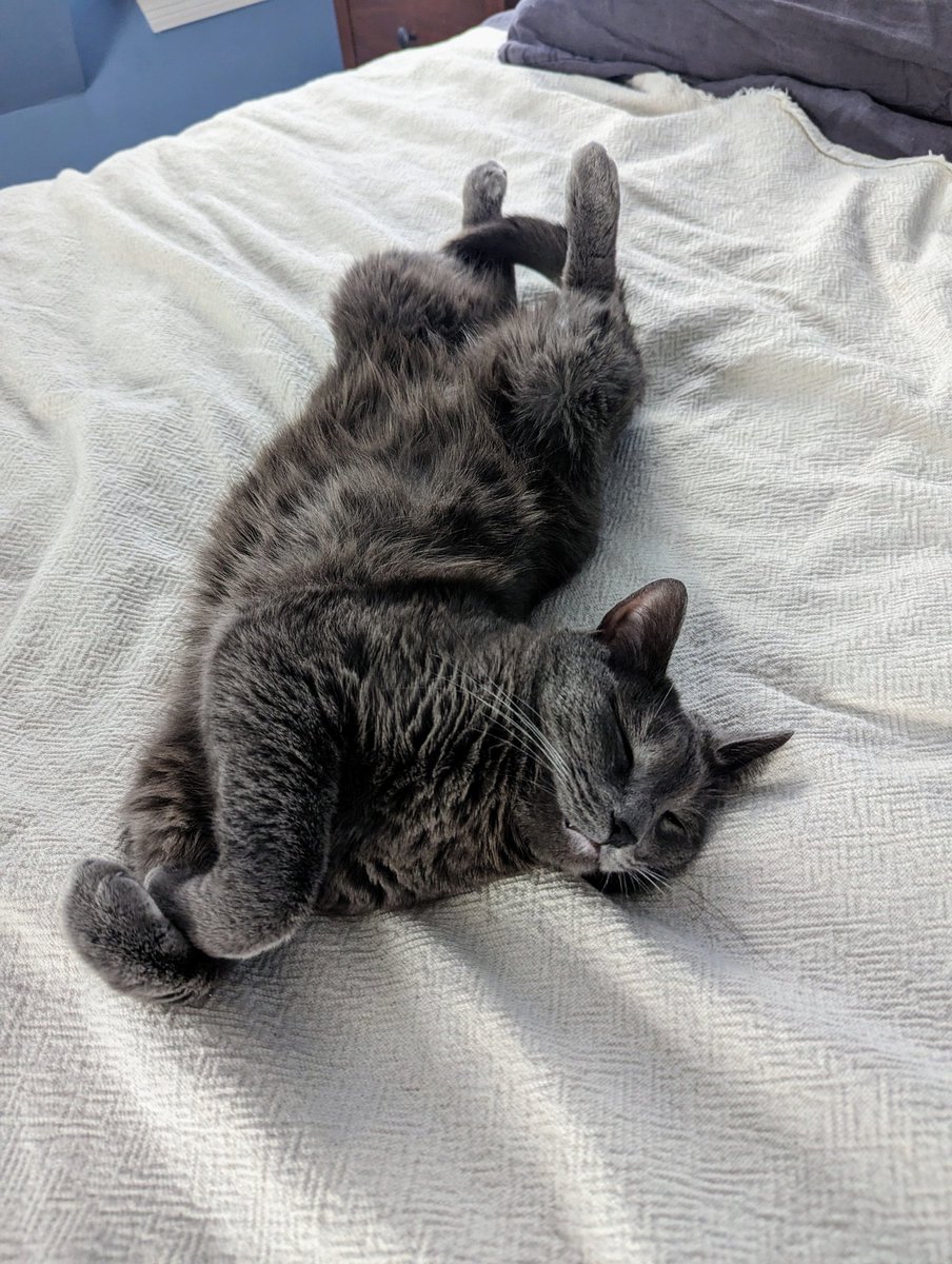 SylLovesBread's tweet photo. Just... so... comfy... https://t.co/7V5BZmDUz5