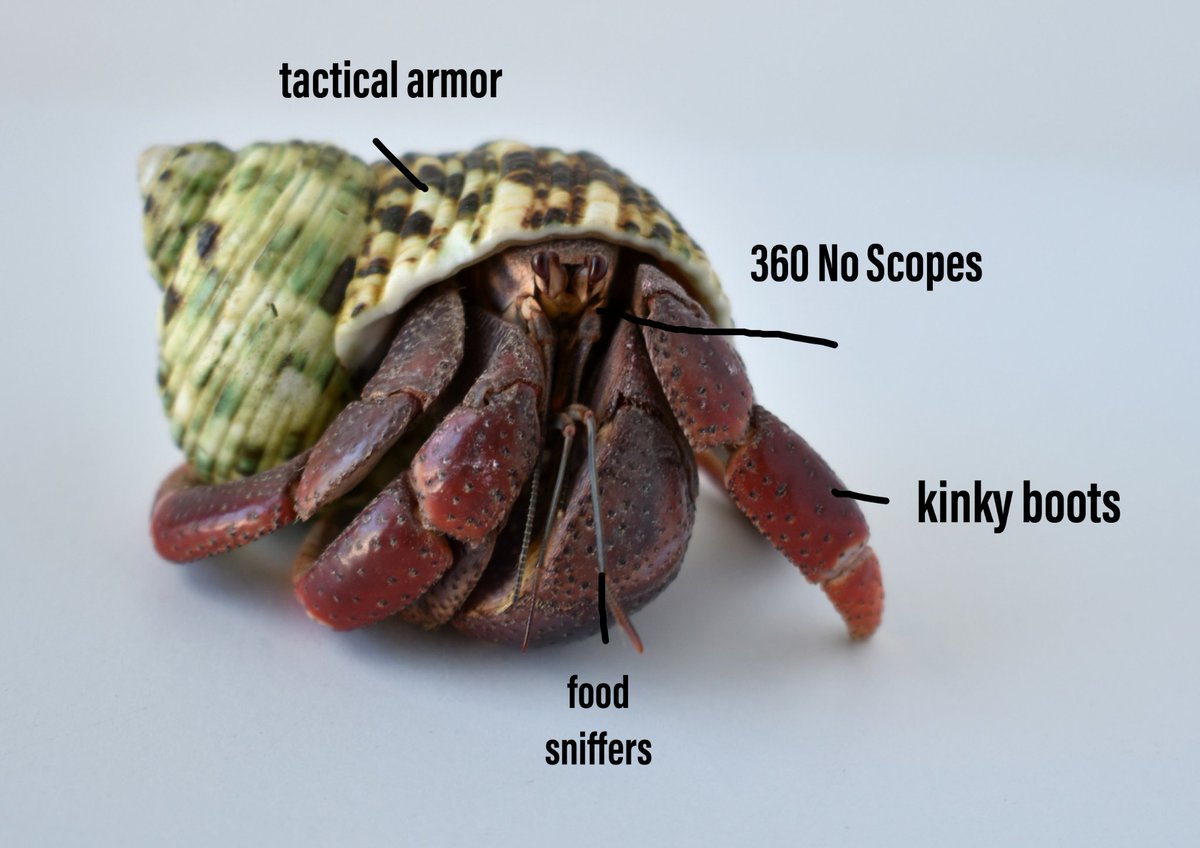 offshoreoddity's tweet photo. Here I made one! #UnscienceAnAnimal https://t.co/pEFpjiu3jP
