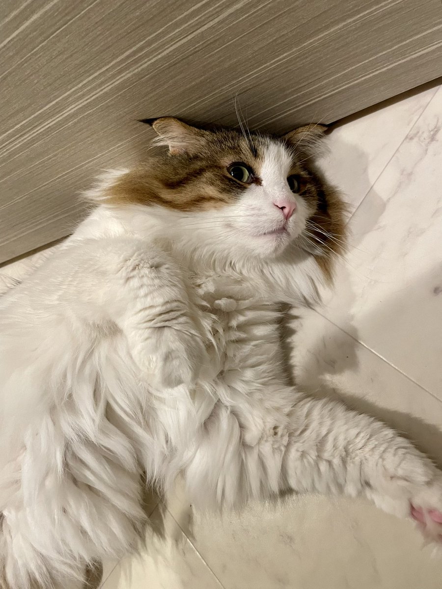 これは、朝にスッタカターと寄ってきて、通せんぼをしてきた猫。 https://t.co/EMe6C2zOgv