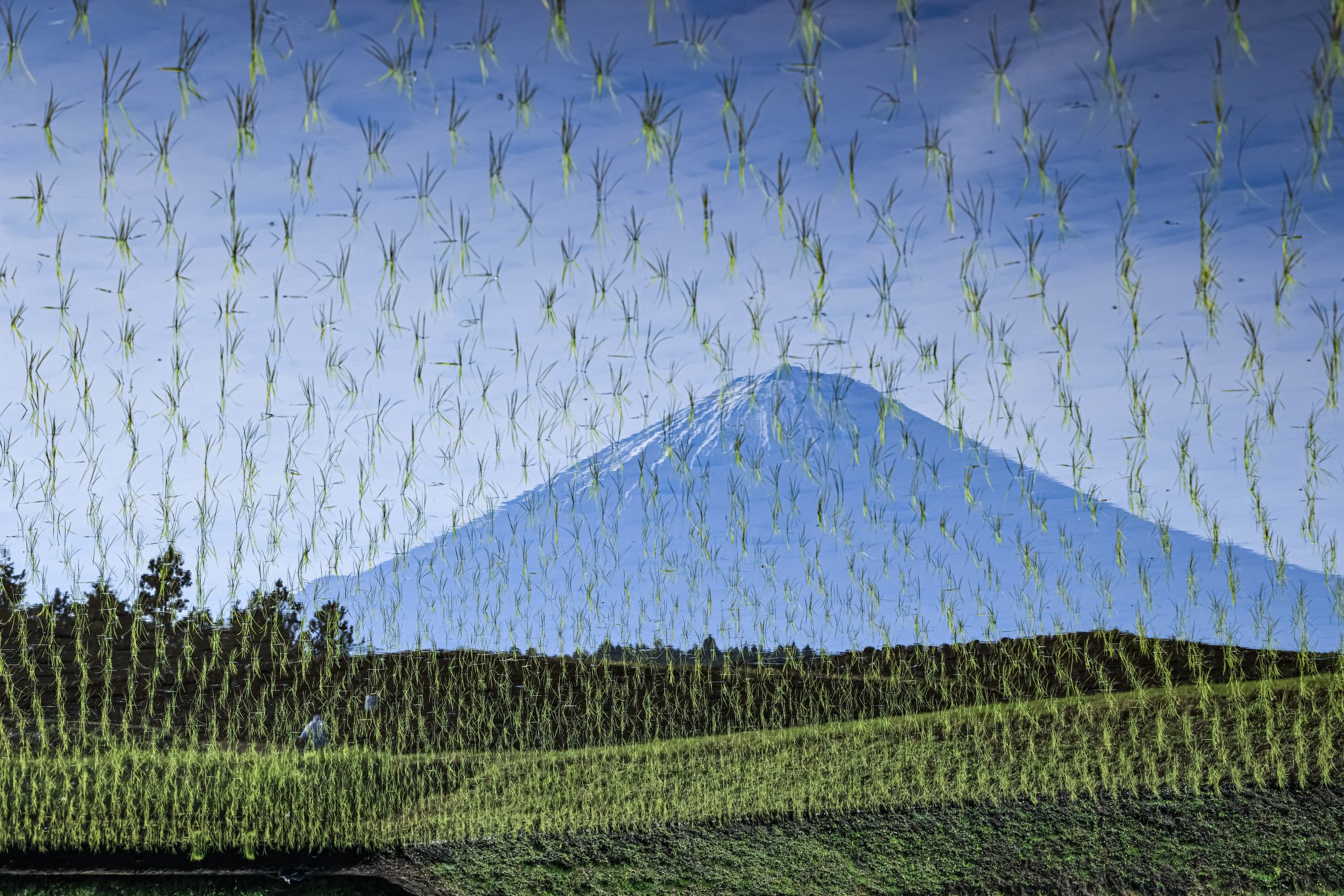 【真作】掛軸　里山の情景　霧深き故郷の風景画　自然と人の営み　情景美　Q51 真作】掛軸 里山の情景 霧深き故郷の風景画 自然と人の営み 情景