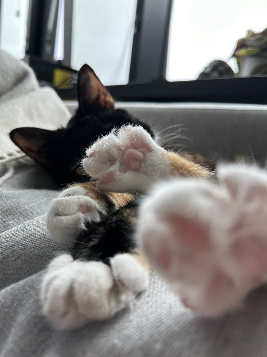 caturday tweet media