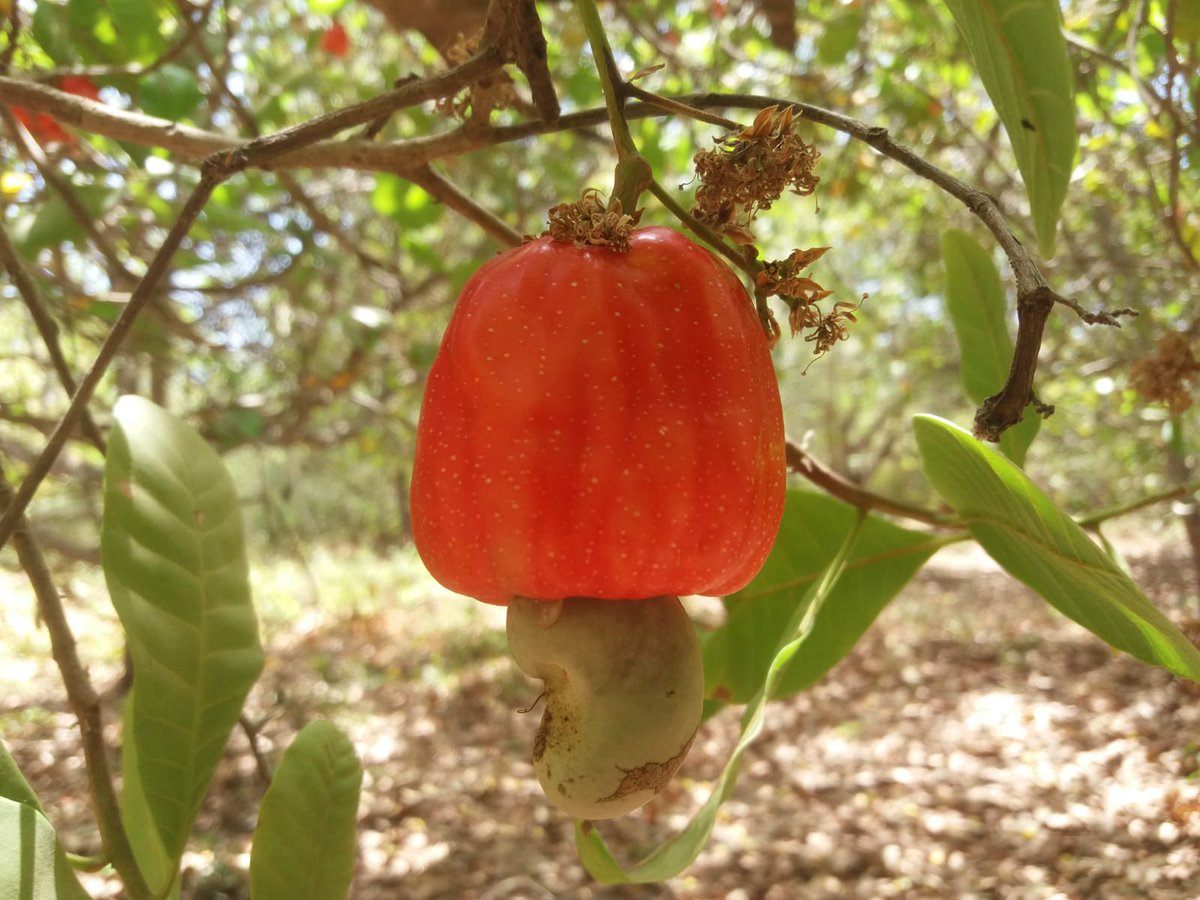 africalifornia's tweet photo. https://t.co/IyTiBqVVsw
Esta es la fruta del anacardo (cajú). El pseudofruto rojo es carnoso y la nuez no esta en el centro sino a continuación. Tiene forma de riñón. https://t.co/40v282KTLs