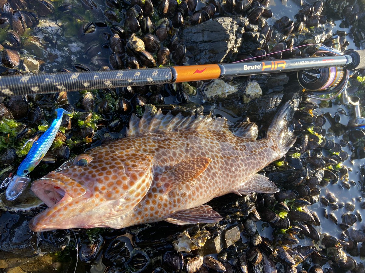 wocadaaa's tweet photo. 同行者のヒットを参考に
流れが巻いててサラシが出てるところの瀬際でヒット🔥
ゴリ巻き必至💥
■#Apia #BruteHR #Harborbull96H
■#Daiwa #Certate3012H
■#Livre #LightArm65
■#xbraid #upgradePE_X4 1.2号
#fcabsorber 25lb
■#bkk スナップ
■#Ecogear #SwimingTenya 40g
#BALT 3.5in https://t.co/oVltc0z0YO
