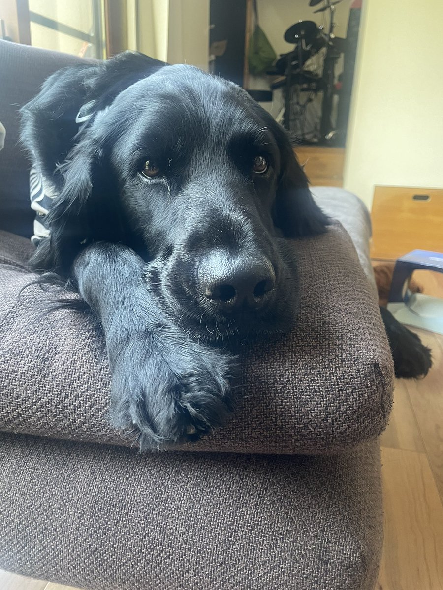 luketheflat's tweet photo. あさんぽおわってごはんたべてまったりモードな俺。

#flatcoatedretriever  #フラットコーテッドレトリバー #retriever #レトリバー https://t.co/xZdYey3fe9