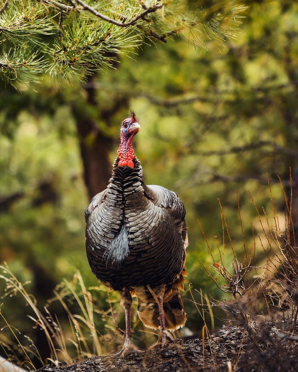 COParksWildlife's tweet photo. Gobbler hunters - this reminder is for you ⬇️

Fall turkey applications are now open. Don't delay, you have until May 31 at 8pm MDT to apply 🦃 Learn more and apply now: https://t.co/cYKp5a1ezR

📸: Courtesy of Instagram's RuggedImages https://t.co/vfIjrpxtoQ