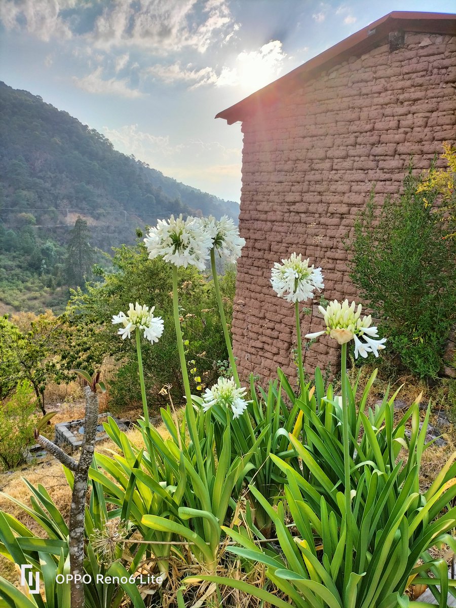 zuryabraha's tweet photo. De todo lo vivido, solo queda en la memoria lo que se guardo en el ❤️
#Fotografía #photho #flores #Naturaleza #Belleza #bonito https://t.co/gqxQ8s00F0