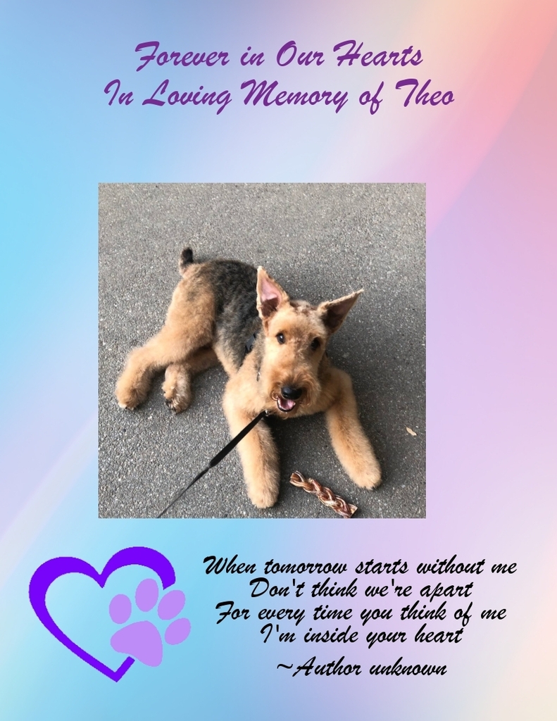 We are heartbroken to update that #Thor is no longer with us
Our thoughts and Prayers go out to the family during this difficult time. Lost Dogs New York send it's condolences

Rest in peace little angel, you will always be loved