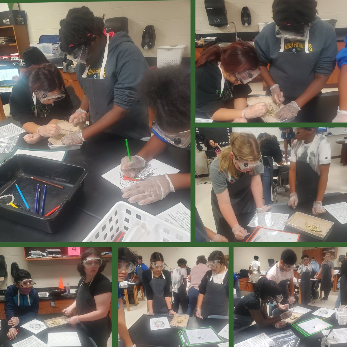Ms. Pond's scientists rocking the frog dissection! <a href="/kahlams/">Kahla Middle School</a> <a href="/CFISDScience/">CFISD Science</a> <a href="/leah_norsworthy/">Leah Norsworthy</a> <a href="/Denishia_Nick/">Denishia Nickerson</a> @carr