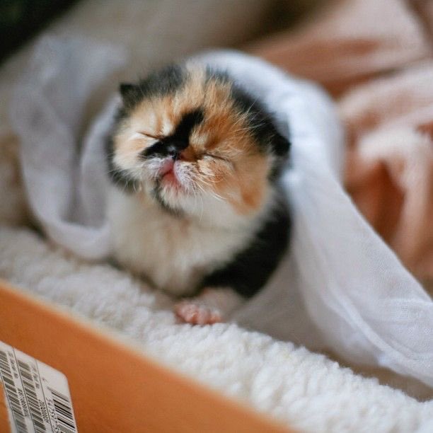 humsoapy tweet picture
