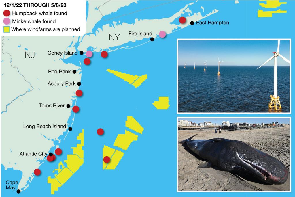 nypost's tweet photo. Four whales die in 4 days: Wind farms creating ‘death zone’ at sea says ex-Greenpeace boss https://t.co/Yuj1Z0MflT https://t.co/Vji2L9tQHn