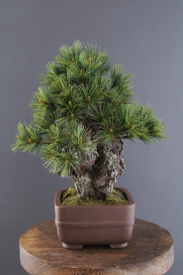 Oh_Bonsai's tweet photo. ゴツゴツした樹皮がまるで本物のような #錦松 です。
Japanese bonsai made of clay, paper and wire all by hand. International shipping & rental in Tokyo and Yokohama available.
#盆栽レンタル #盆栽販売 #bonsai #artificialbonsai #pinetree #盆栽 #アート盆栽 #松 #クラフト盆栽 #販売 https://t.co/QRHxTVhLiu