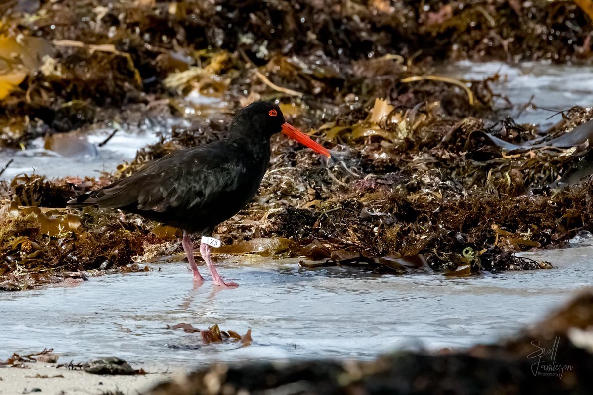 Banding effort by @vwsg_web continues to pay off. Sooty Oystercatcher White X3 was just recorded near Flinders, VIC. Banded age 3+ in June ‘05. At least 21 years old now! Seen 6 times here between 2014-20. Knowing it’s still alive is extremely valuable for eg survival analysis.
