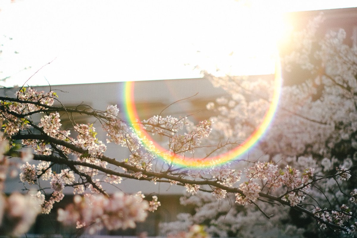 8030_ph's tweet photo. 春の記録 https://t.co/IwlnBuD99r
