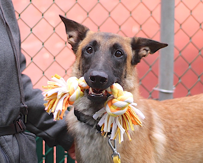 psychicwhisper3's tweet image. 🧡🐺🧡GRAY💔This Beautiful Boy Has 
Less Than 1 Day To Live😟#NYCACC👹
💡Bright,Skilled Very Intelligent Super 
Obedient. Always A Happy Boy 2 Yrs🥰
🔸Rescue Only For Biting A Leash🙄
This Affectionate Boy Needs Help🏃‍♀️
 #170548 Please #Pledge4RESQ🙏
🔸☠️5/9 ☠️🔸INFO⬇️💥🆘
#Save🐺