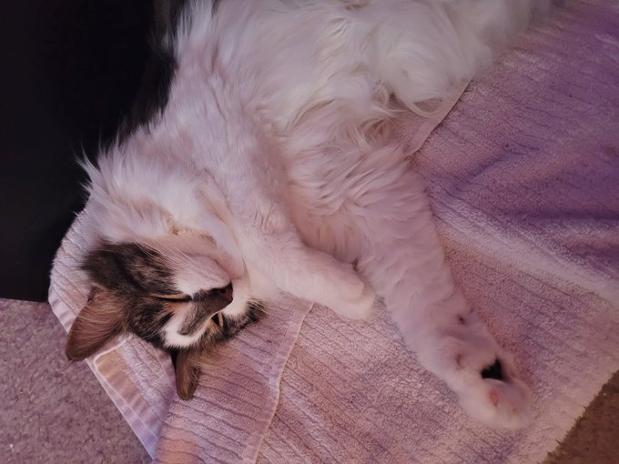 Riker enjoying the finer things in life (wet towel) https://t.co/Lr1fQtX6C5