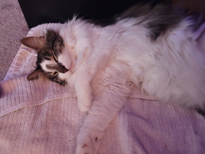 Riker enjoying the finer things in life (wet towel) https://t.co/Lr1fQtX6C5